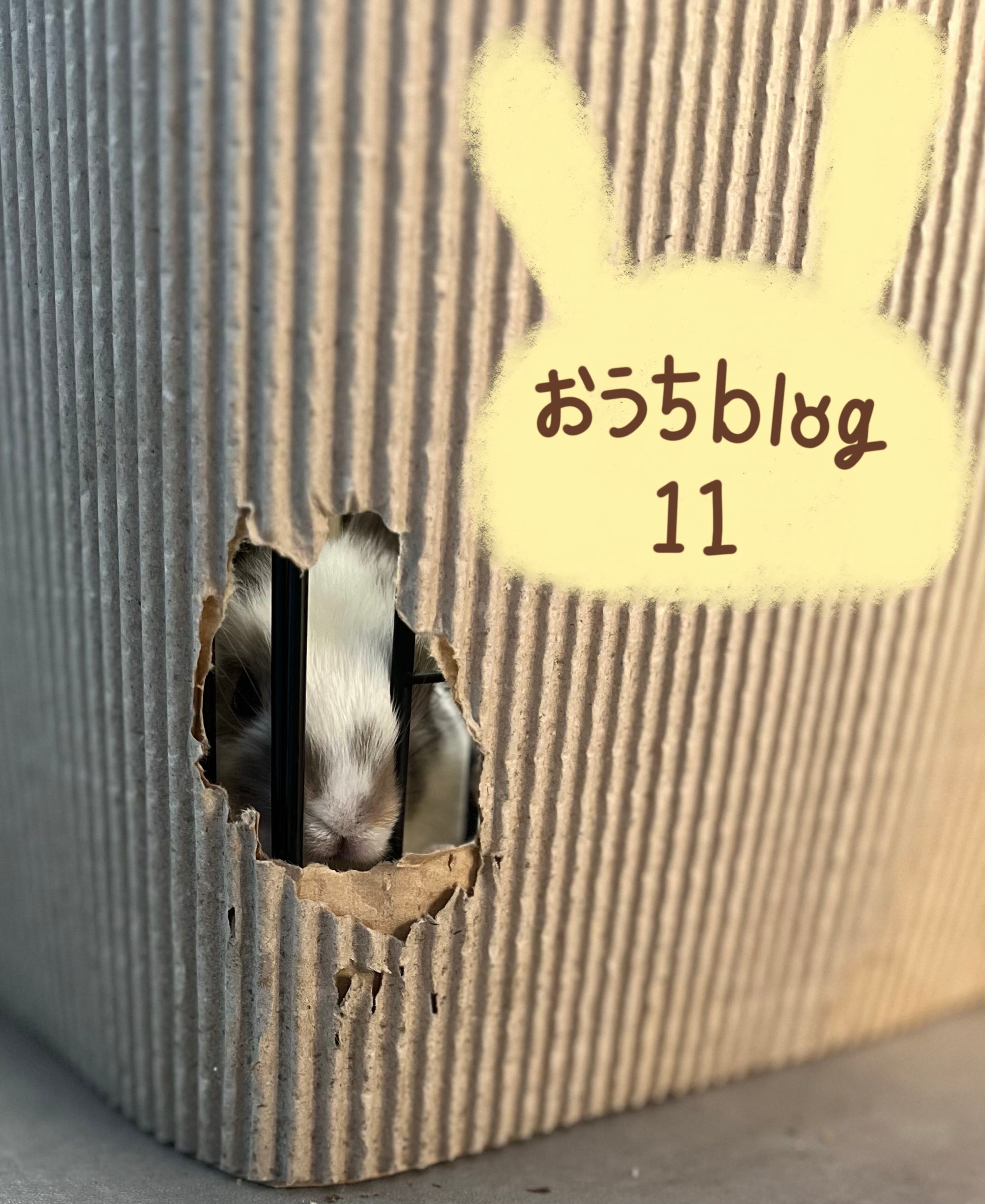 おうちblog🏠⑪