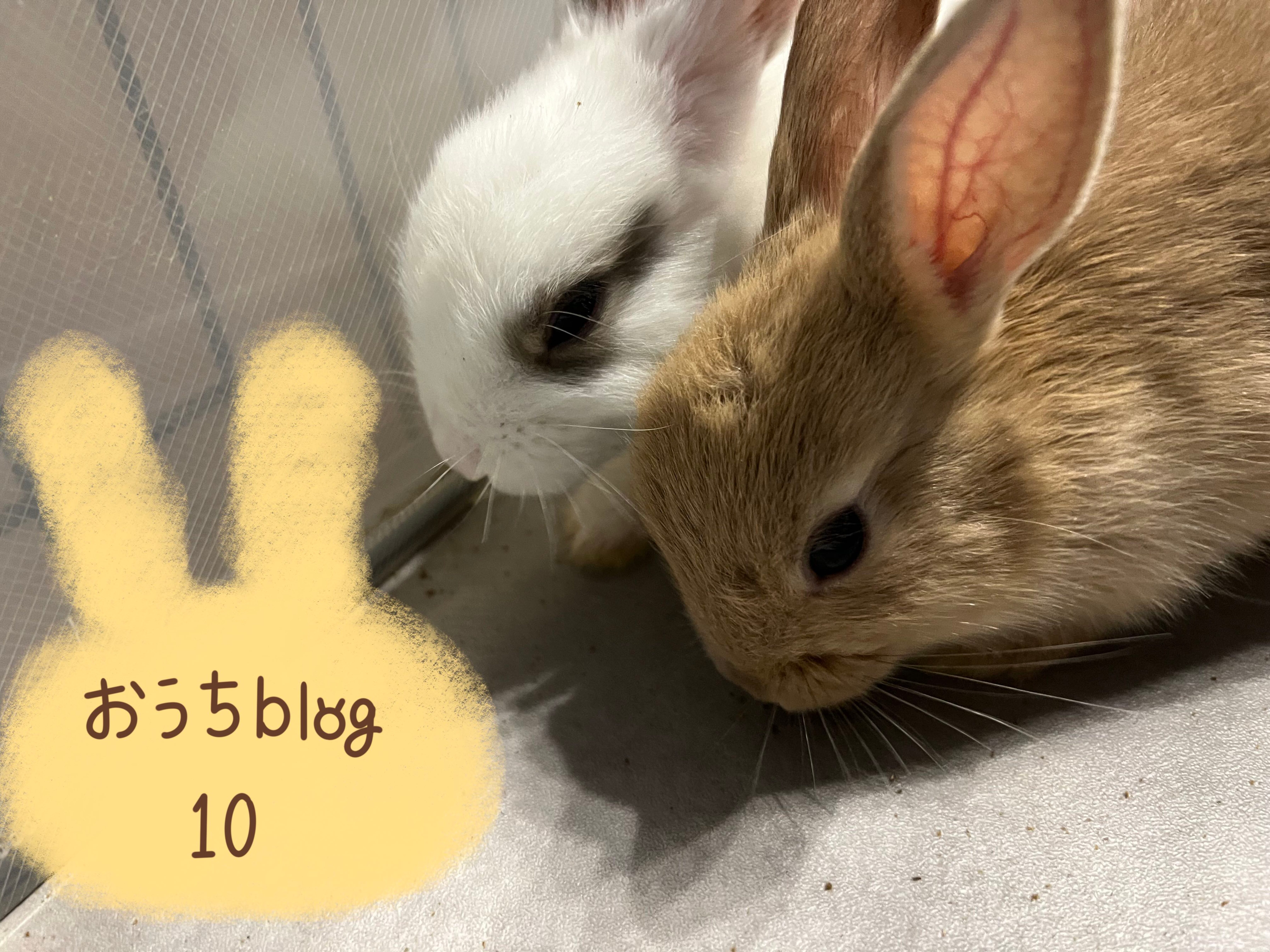 おうちblog🏠⑩
