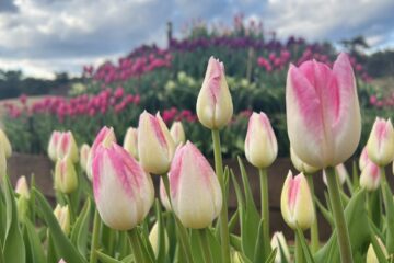 ひたちなかブランチ来場の際は...🌷