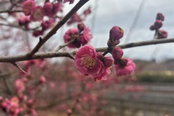 🌸梅まつり🌸　～文化に触れる一日～