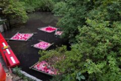 【防災blog⑬】花は咲く